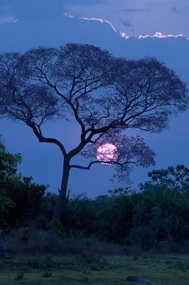 nascer da lua no pantanal.jpg