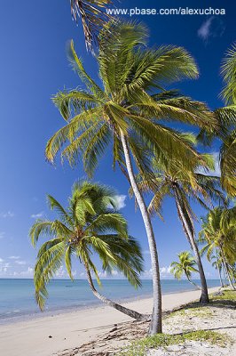 Praia do Patacho, So Miguel dos Milagres- AL  9194-2