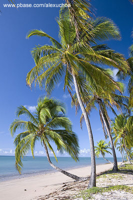 Praia do Patacho, So Miguel dos Milagres- AL 9193-2