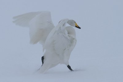 Snow Beauty #2U