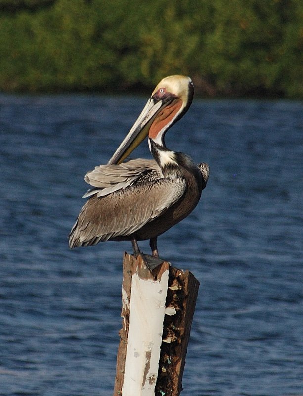 Brown Pelican - Isla Mujeres, Mexico
