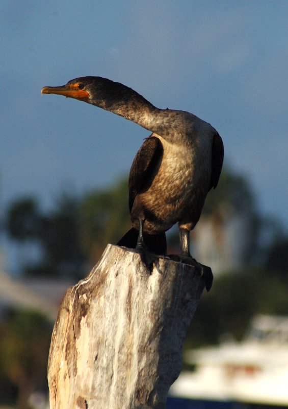 Great crested cormoran - Laguna Macax, Mexico