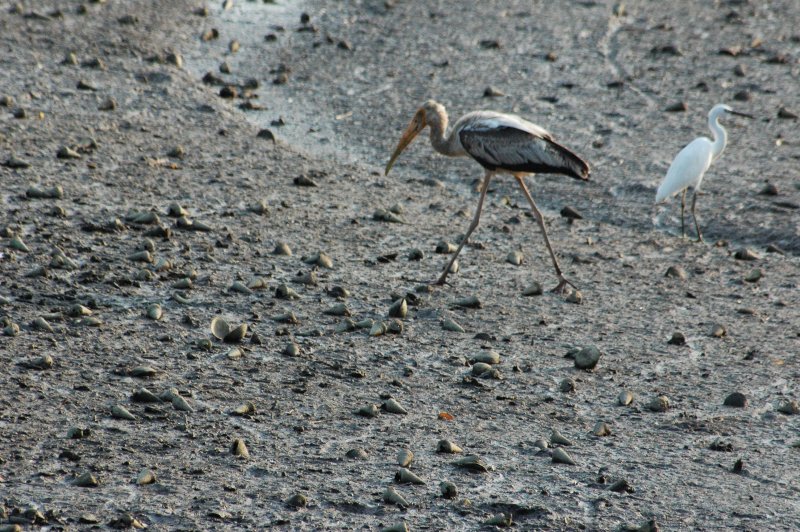 Painted Stork