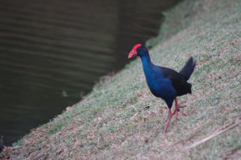 Pukeko Purpur Sumpfhuhn Porphyrio Porphyrio Photo Michael Emmerich Fotographer Photos At Pbase Com