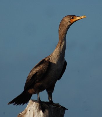 Great Crested Cormoran (Phalacrocorax carbo) sp. Cormoran grande.JPG