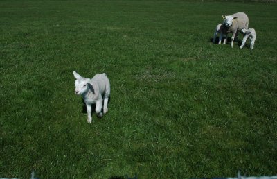 Lambs on the Meadows of the Lissermeerpolder