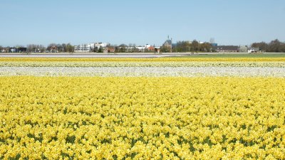 Den Engel - Field of Daffodils