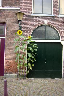 A side street with sun flower in Leiden