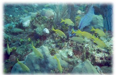 Yucatan Reef Diving