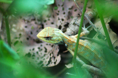 Green lizard - Sungei Buloh, Singapur