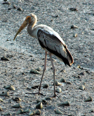 Painted stork (Mycteria leucocephala) - Sungei Buloh, Singapur