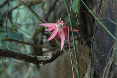 Rainforest Flower