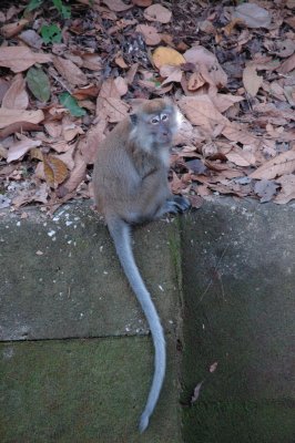 Long tailed macaque - Central Catchment, Singapur