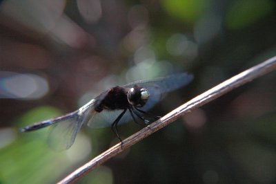 dragonfly+.jpg