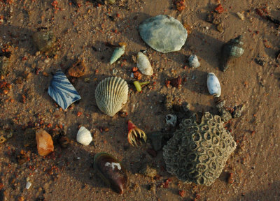 Discoveries at the beach - Palau Ubin, Singapore