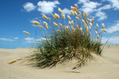Cortaderia selloana -  Big Sand Island, New Zealand