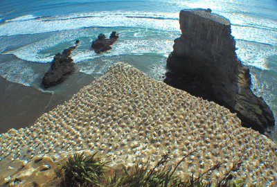 A colony of Gannet birds