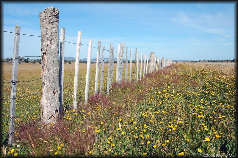 Miles and miles of barb-wired wood fence