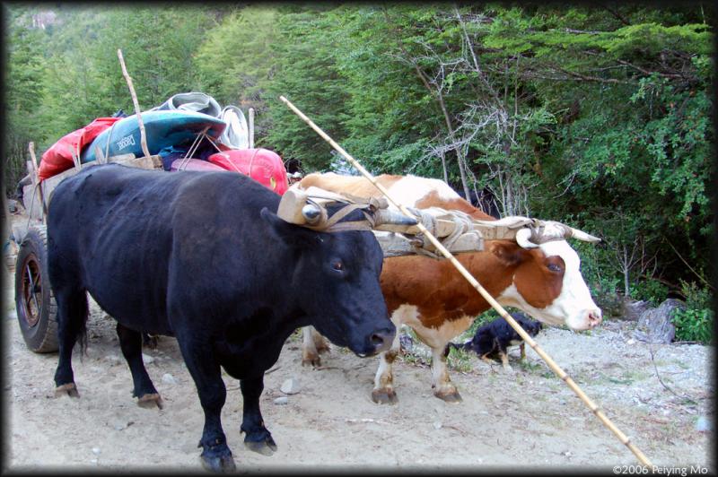 These oxen are trained to pull the cart since they were born, one trained to work on the left, another on the right permanently.