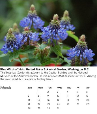 Blue Witches' Hats, United States Botanical Garden, Washington D.C.