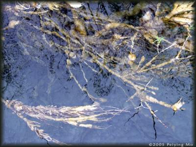 Strange underwater veggies