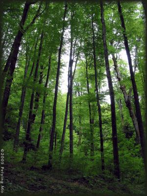 Tall green trees provide plenty of shade