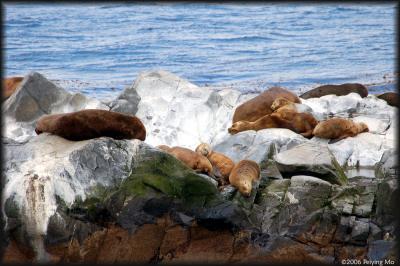 more sunbathing sea lions