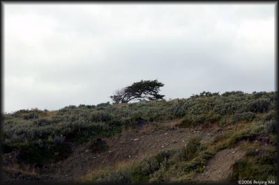 A typical Patagonian tree