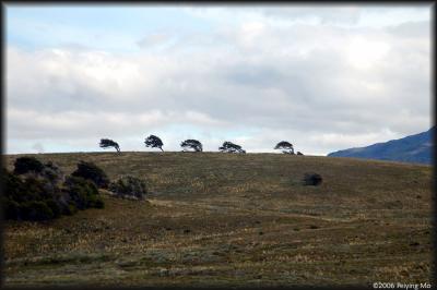 More Patagonian trees shaped by the strong winds