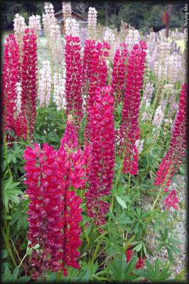 Lupines seem to thrive in the cold climate