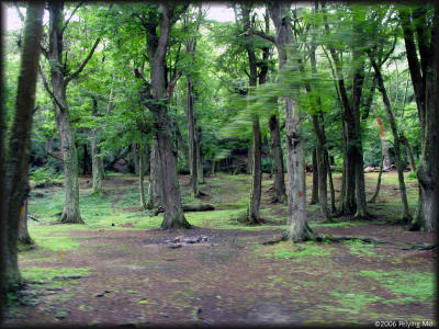 Near sea level, the ground is heavily covered with trees