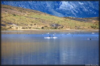 Black neck swans at Laguna Los Cisnes