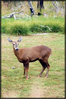 An extremely rare sight - Huemul - an Andean deer appears on Chile's coat-of-arms