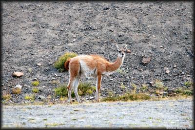 Guanaco - they look like camels without the humps