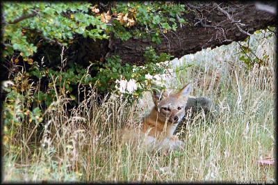 A red fox is playing hide & seek with us.