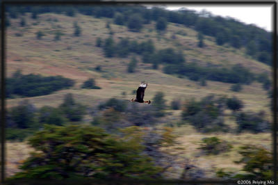 Carancho in flight