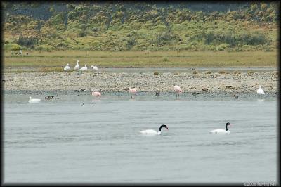 Swans, kelp geese and Chilean flamingos