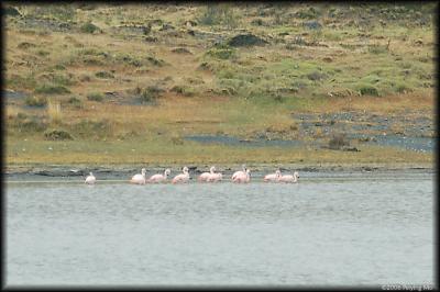 More flamingos at Laguno Los Cisnes - their favorite spot to hang out