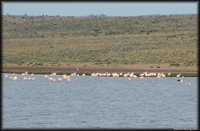 Flamingos stay at the far end of the lake.