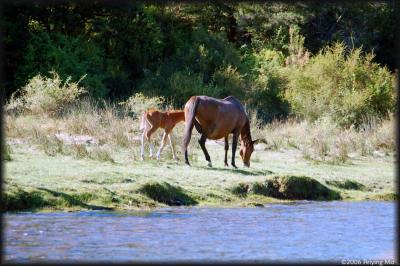 A shy baby horse is hiding behind his mother.