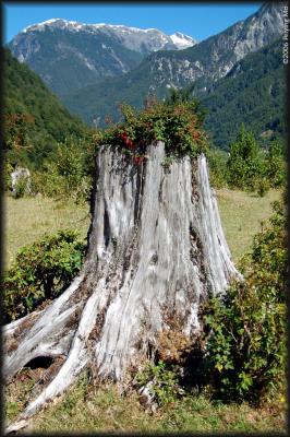 Flowers flourish inside a dead tree.