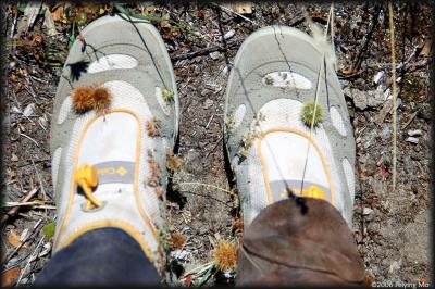 Hitch Hikers - can't avoid carrying these thorny plants at the end of of a hike.