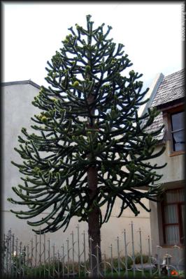 the Monkey Puzzle tree