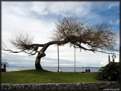 A typical Patagonia tree shaped by strong wind