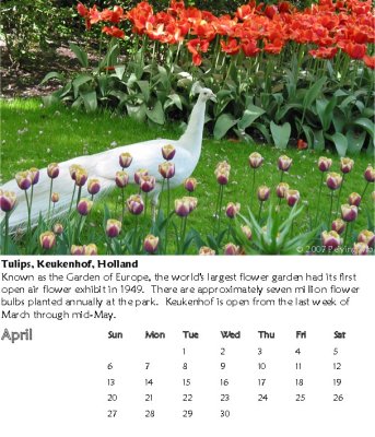 Tulips, Keukenhof, Holland