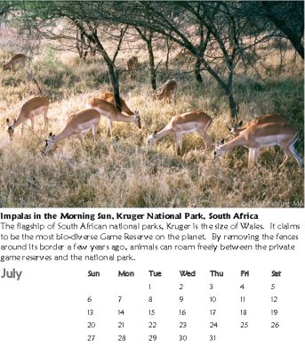 Impalas, Kruger National Park, South Africa