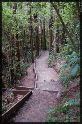 Path consists of uneven size steps through the native forest - about an hour walk
