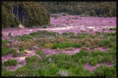 A patch of purple near Tongariro National Park