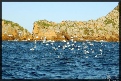 In the Marine Reserve, the birds can play