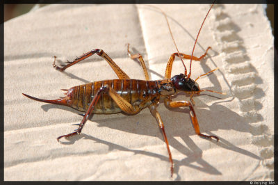 Weta, more than 3 inches long!